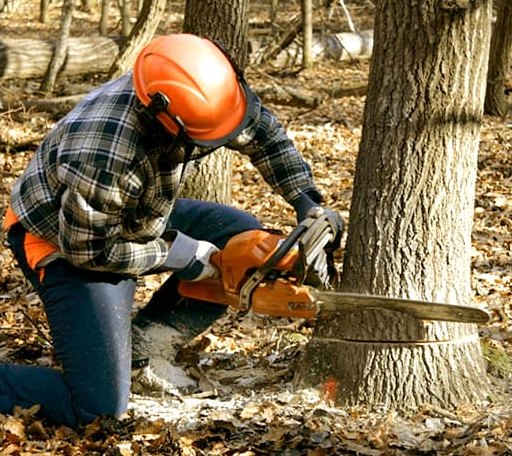 Tree Removal in Van Voorhis, PA